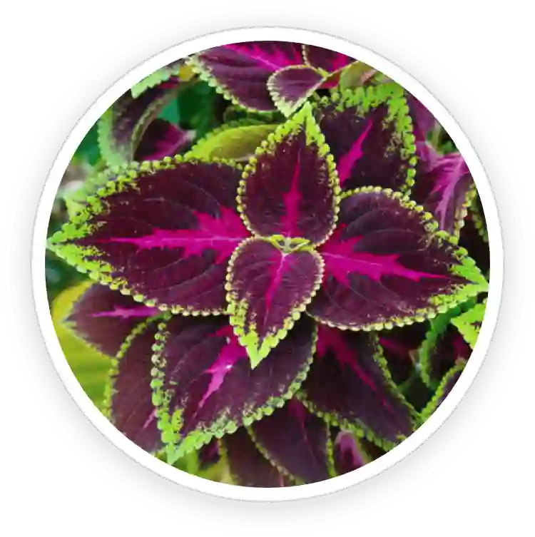 EyeFortin Ingredients Coleus Forskohlii Extract