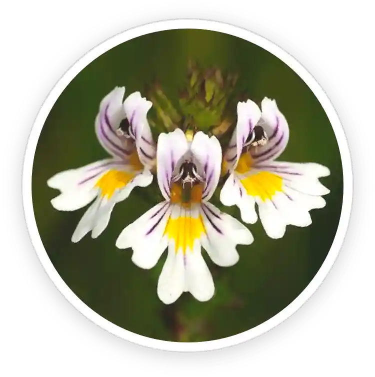 EyeFortin Ingredients Eyebright Extract